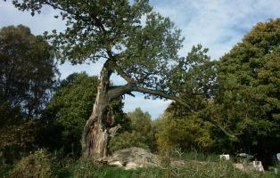 Ludwigsfelde Natura Trail Genshagener Busch  Alte Eiche